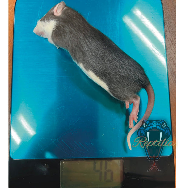 Frost Ratten