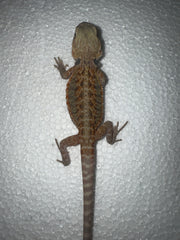 Pogona Vitticeps