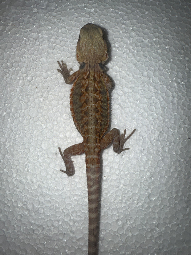Pogona Vitticeps