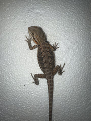 Pogona Vitticeps