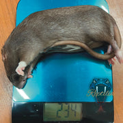 Frost Ratten