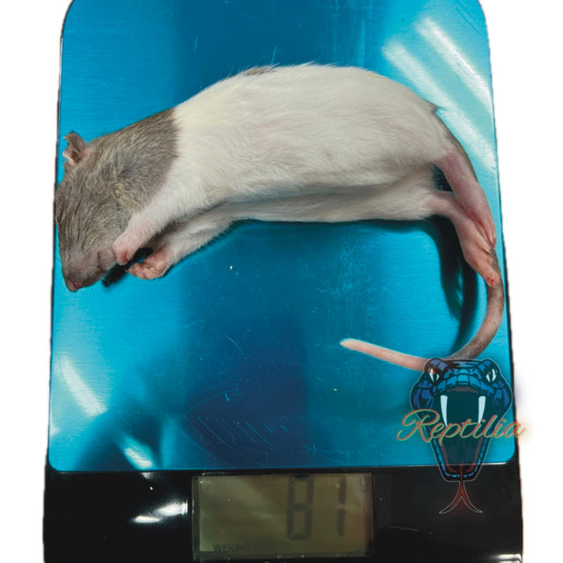 Frost Ratten