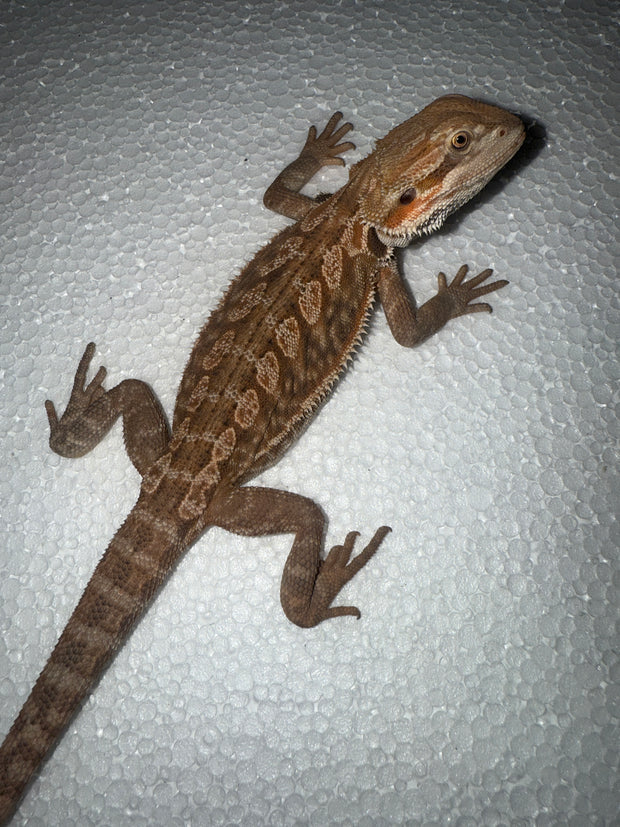 Pogona Vitticeps