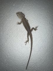 Pogona Vitticeps