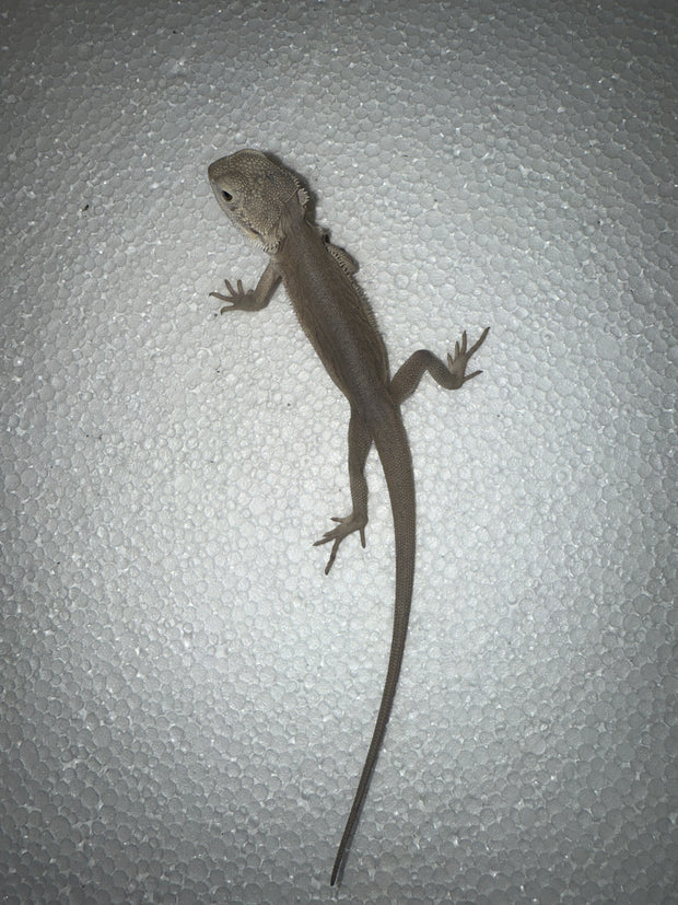 Pogona Vitticeps