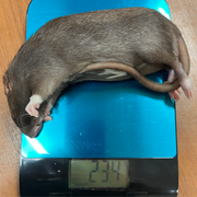 Frost Ratten