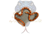 0.2.3 Kornnatter