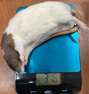 Frost Ratten