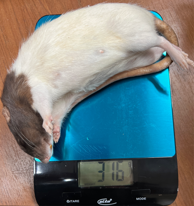 Frost Ratten