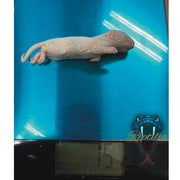 Frost Ratten