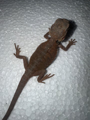 Pogona Vitticeps