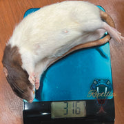 Frost Ratten