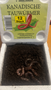 Kanadische TW in Styroporbox
