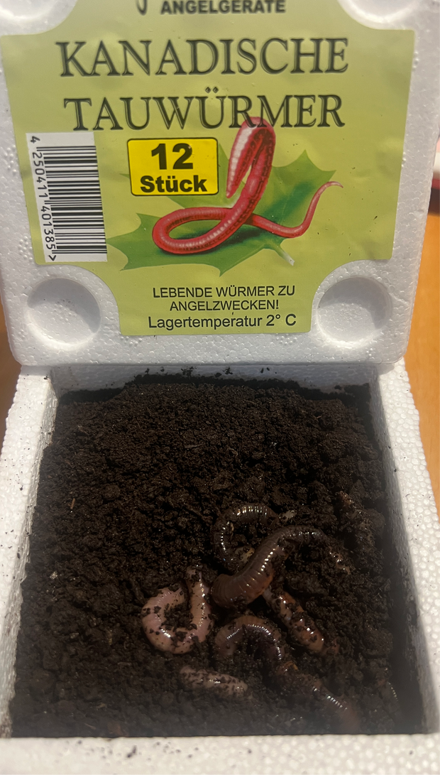 Kanadische TW in Styroporbox