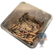 Zophobas