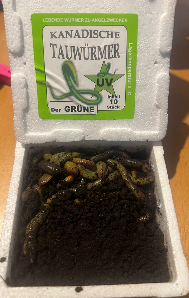 Kanadische TW in Styroporbox