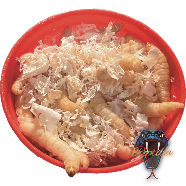 Wachsmaden (Bienenmaden) 40stk. Dose