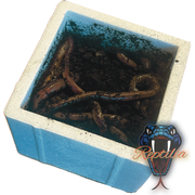 Kanadische TW in Styroporbox