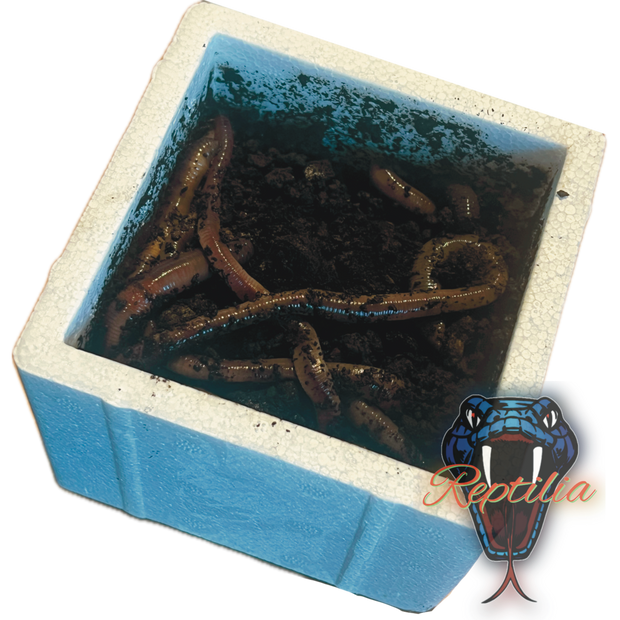 Kanadische TW in Styroporbox