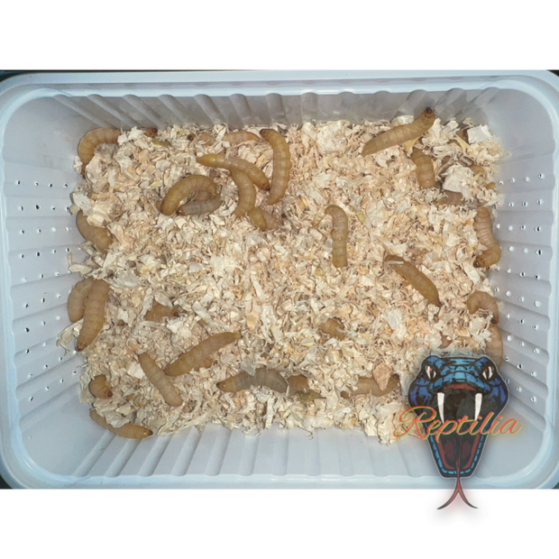 Wachsmaden (Bienenmaden) live animal