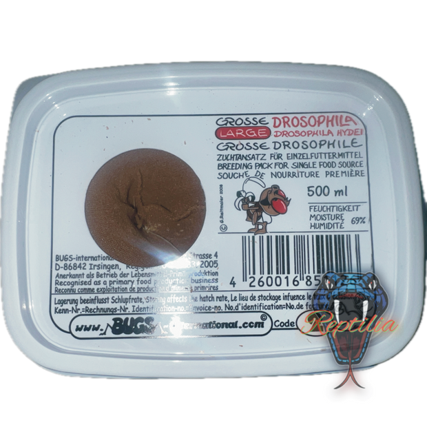 Drosophila
