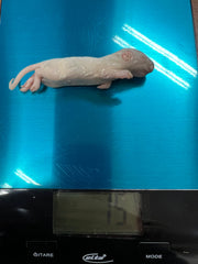 Frost Ratten