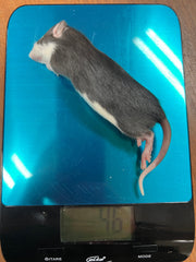 Frost Ratten