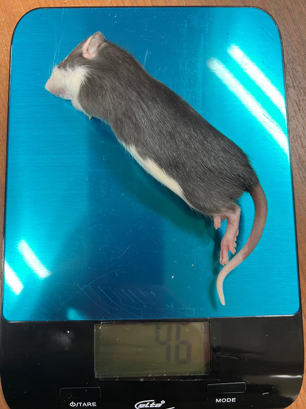 Frost Ratten