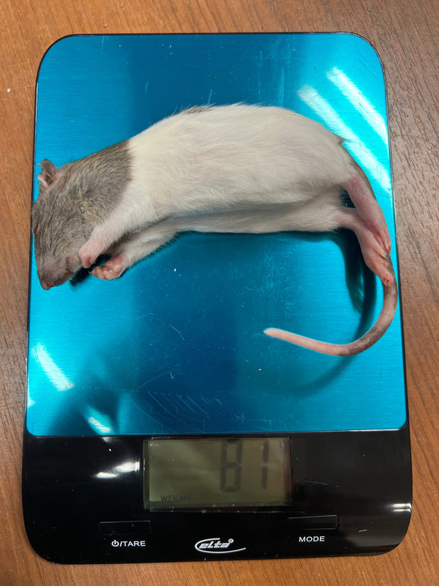 Frost Ratten